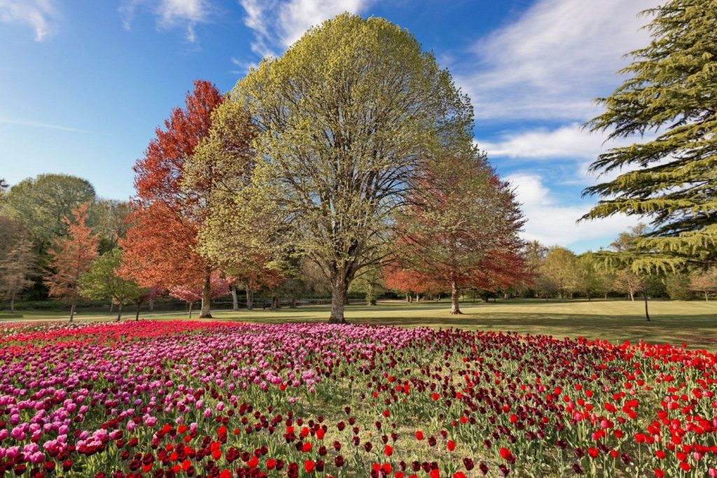 Parterres de tulipes dans les jardins de Cheverny