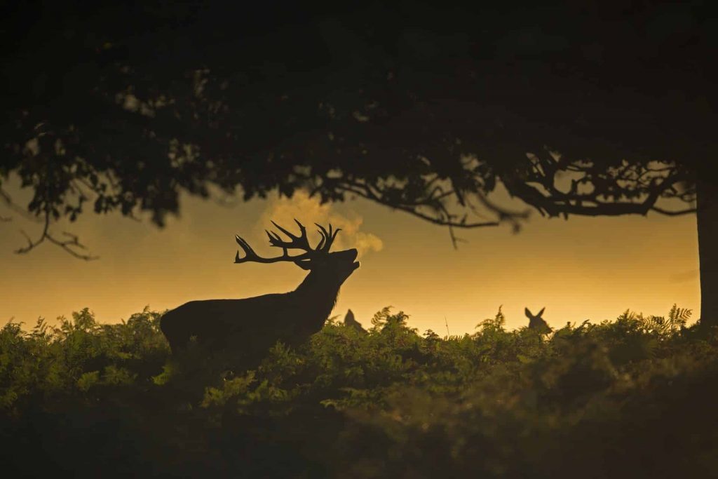 Le brame du cerf