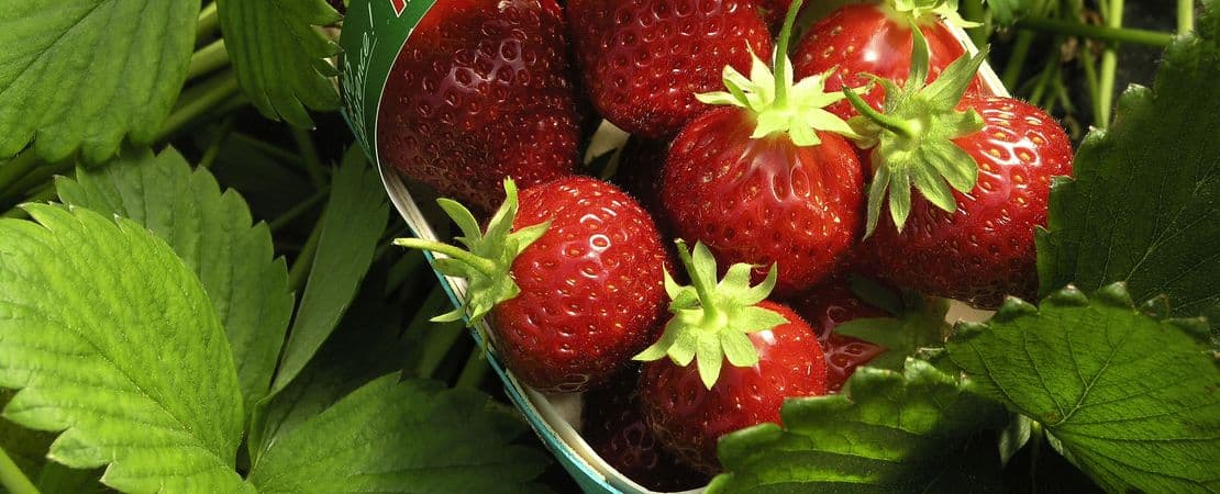 Panier de fraises