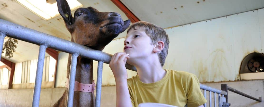 Un enfant et une chèvre