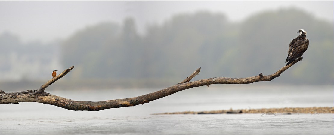 Oiseaux sur une branche au-dessus de l'eau