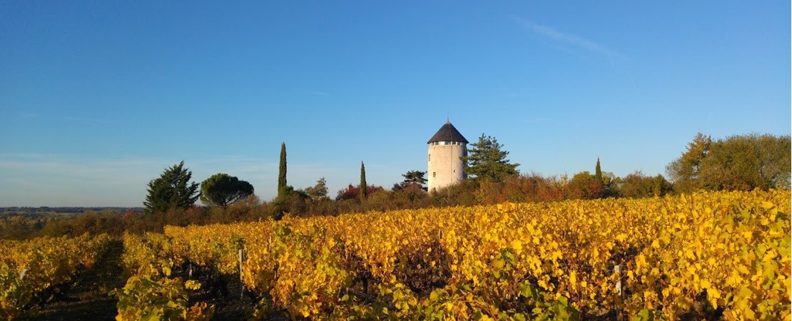 Vue sur le moulin derrière les vignes
