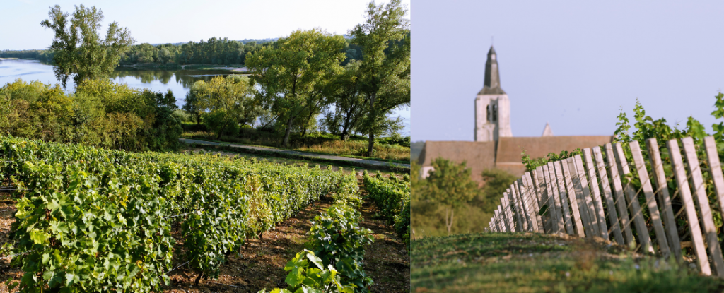 Vignes en bord de Loire