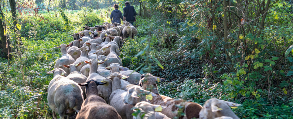 Moutons