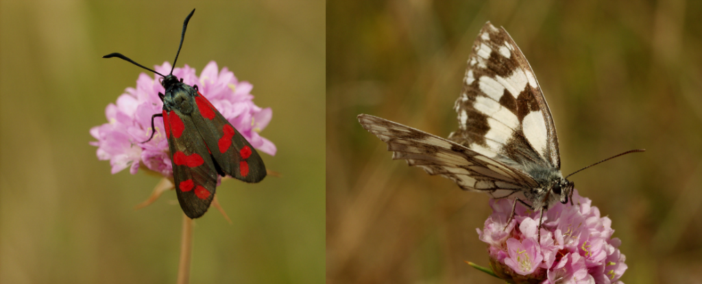 Papillons