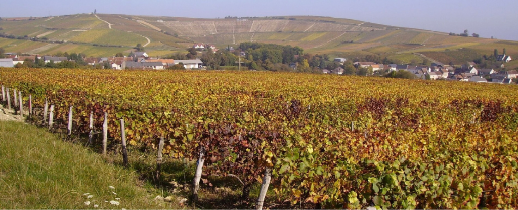 Vignoble